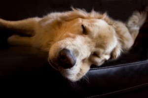 CANINFESTA 2013, SABATO IL CONCORSO PER MISS E MISTER ANAGRAFE CANINA