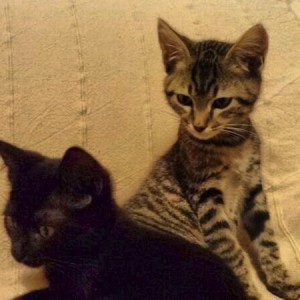 Cani e gatti a Palazzo d’Accursio