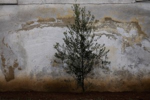 La Fotografia grande protagonista ad Arte Fiera