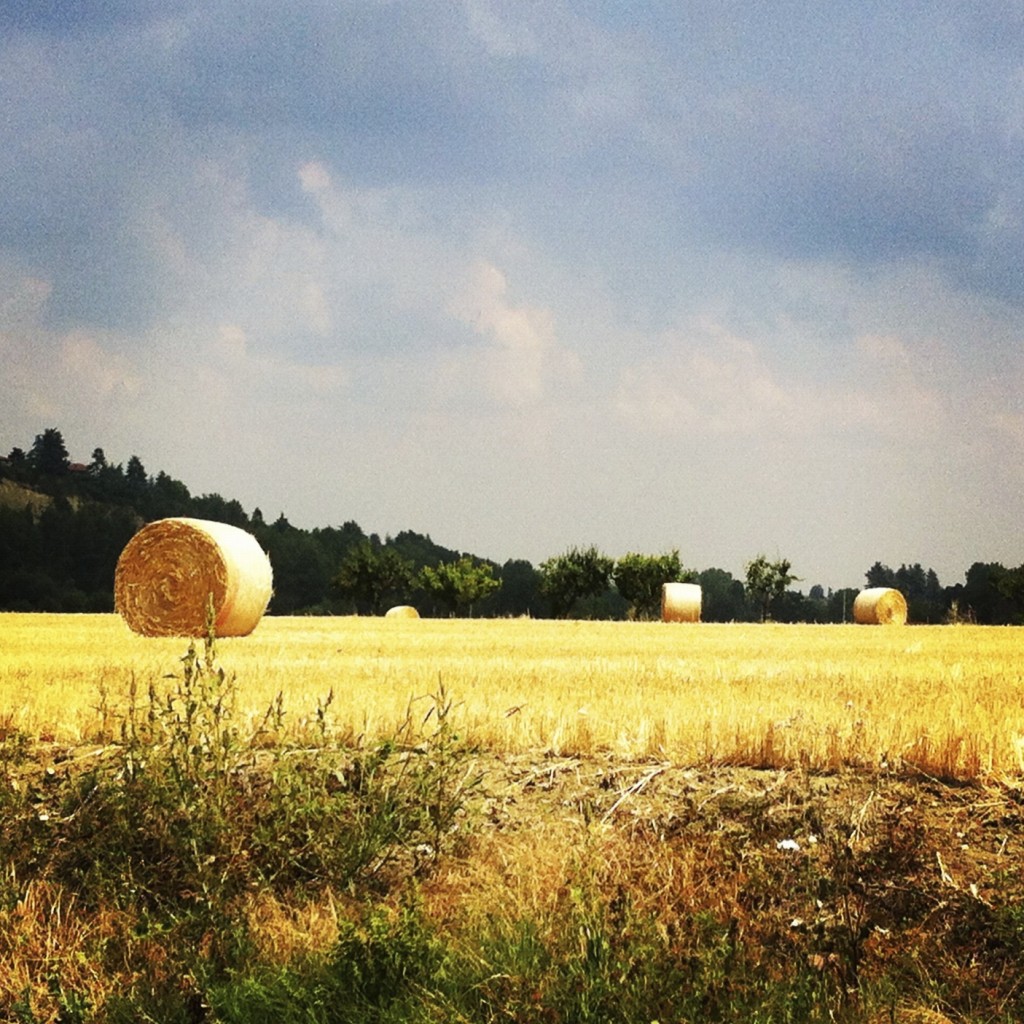 foto balle grano bologna
