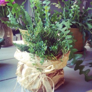 Dopo la neve torna il Mercato della Terra con tante piante fiorite