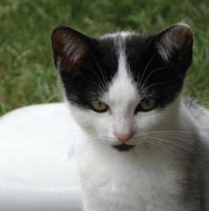 Teatro da mangiare? Le date di agosto e settembre