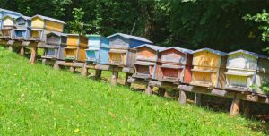 BEE-THOVEN: LA NONA SCIAMATURA. 4 appuntamenti al parco della Lunetta Gamberini