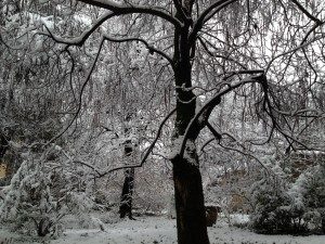 Prevista nevicata domani in città, allertati tutti i mezzi spargisale e spazzaneve