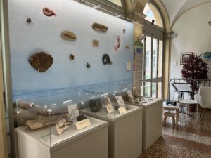 Il sentiero Paleontologico al Museo Capellini