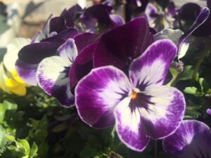 Giardini e Terrazzi di Primavera